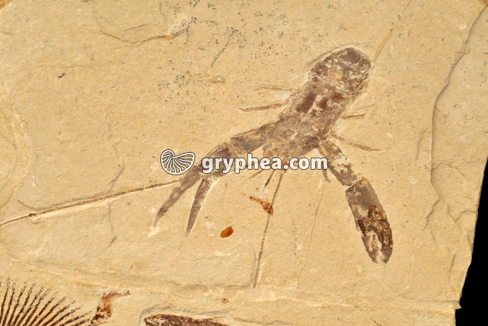 Ecrevisse fossile - gryphea.com